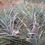 ALHENA FARM