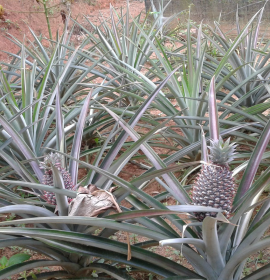 ALHENA FARM