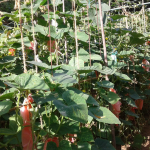 ALHENA FARM
