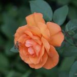 World Of Flora