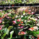 Supipi Nature  Plants