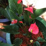 Supipi Nature  Plants