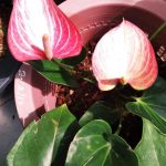 Supipi Nature  Plants