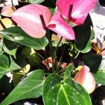 Supipi Nature  Plants
