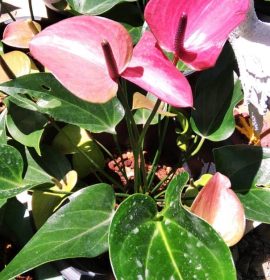 Supipi Nature  Plants