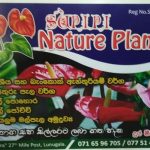 Supipi Nature  Plants