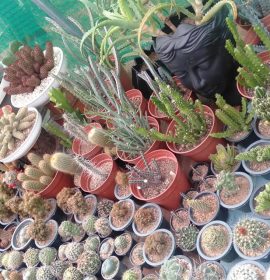 ආශා ෆ්ලෝරා