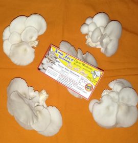 Little Farm Mushrooms