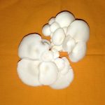 Little Farm Mushrooms