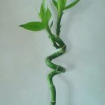 ALPINES AGRO INVESTMENT (PVT) LTD