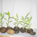 ALPINES AGRO INVESTMENT (PVT) LTD