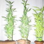 ALPINES AGRO INVESTMENT (PVT) LTD