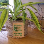 ALPINES AGRO INVESTMENT (PVT) LTD