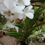 Misindu Plants House