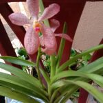 Misindu Plants House