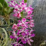 Misindu Plants House