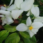 Dulani Plant Nursery