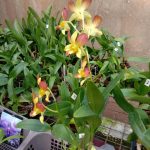 Misindu Plants House