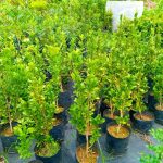 Dulani Plant Nursery