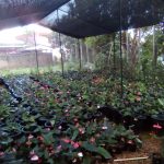 Flora By Sha Products