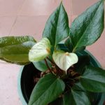 Misindu Plants House