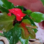 Misindu Plants House