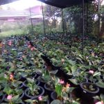 Flora By Sha Products