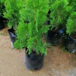 Dulani Plant Nursery