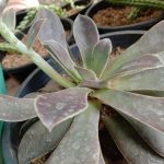 Misindu Plants House