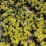 Dulani Plant Nursery