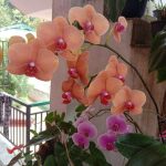 Misindu Plants House