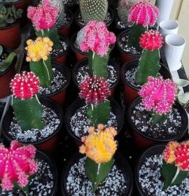 Plant Smart