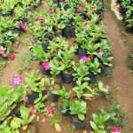 Dulani Plant Nursery
