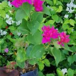 Dulani Plant Nursery
