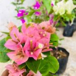 Dulani Plant Nursery