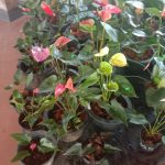 Misindu Plants House
