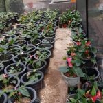 Misindu Plants House