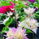 Dulani Plant Nursery