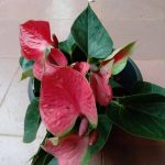 Misindu Plants House