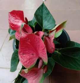 Misindu Plants House