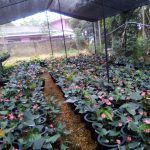 Flora By Sha Products