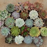 Plant Smart