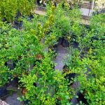 Dulani Plant Nursery
