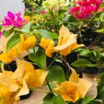 Dulani Plant Nursery