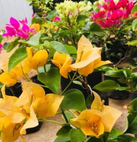 Dulani Plant Nursery