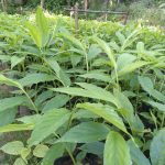 Sisila Nursery