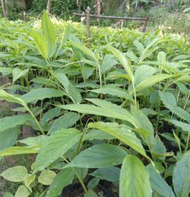 Sisila Nursery