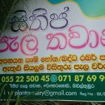සිතිජ පැල තවාන