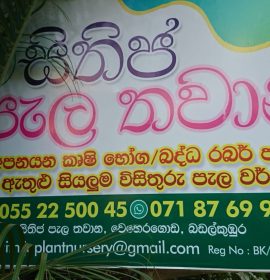 සිතිජ පැල තවාන
