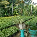 සිතිජ පැල තවාන